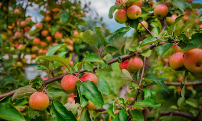 Red ripe apples on a tree. Growing organic fruits on the farm.