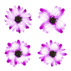 Set of purple watercolor flowers isolated on white background.