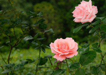 pink rose in the garden