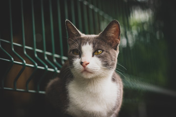 The Cat