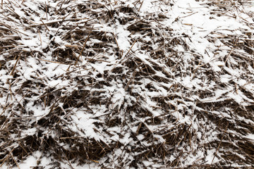 old straw with snow