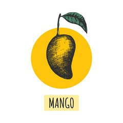 Stock vector illustration with mango fruit. Creative template with 1 hand drawn in engraved style mango on yellow background. Food concept. For food label design, textile bag print, t shirt, package
