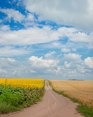 Fototapeta premium The road between the fields against. Ripe spikelets of ripe wheat. Closeup spikelets on a wheat field against a blue sky and white clouds.