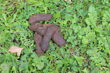 Dog faeces in a park