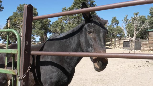 Horse Resting In Grand Canyon Livery Yard Beside The Corral Background With Green Trees And Bright Blue Sky - Close Up Shot