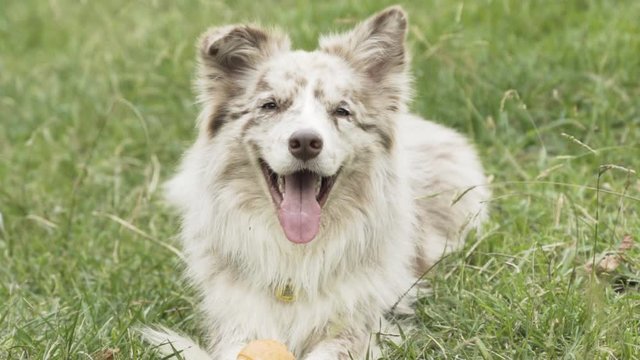 Happy Red merle Border collie Stares at Camera