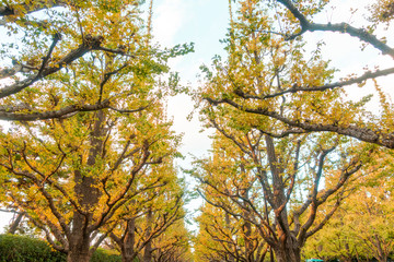 Autumn leafs in japan