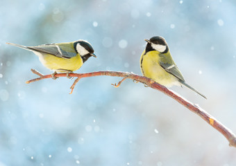 Two great tits on a branch on a sunny winter snowy day. New Year card.