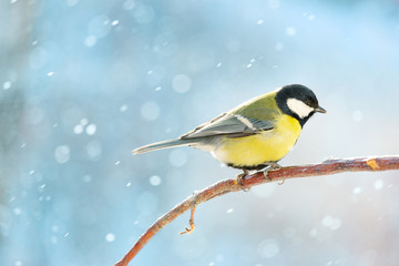 Great tit on a branch on a sunny winter day.
