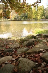 Beautiful autumn landscape with yellow trees and sun. Colorful foliage in the park. Falling leaves natural background .Autumn season concept