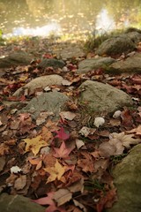 Beautiful autumn landscape with yellow trees and sun. Colorful foliage in the park. Falling leaves natural background .Autumn season concept