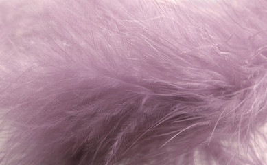 pink feather texture abstract background