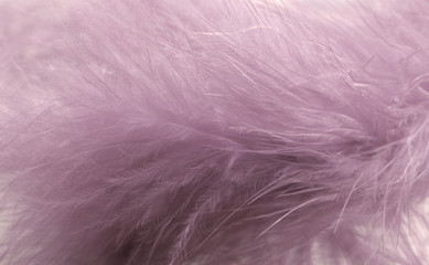 Obraz premium pink feather texture abstract background