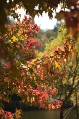 Beautiful autumn landscape with yellow trees and sun. Colorful foliage in the park. Falling leaves natural background .Autumn season concept