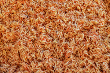 Very small shrimp. Stack of baby prawns top view. Baby shrimp background. Texture of little shrimps.