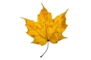 Yellow Maple Leaf on White Background