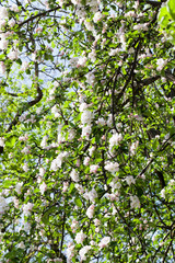 Fototapeta na wymiar blossoming trees