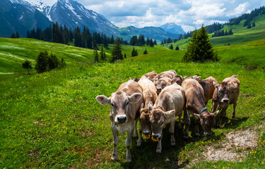 Fototapeta na wymiar Brown mountain calfs grazing on an alpine pasture in the Bernese Alps in summer. Grindelwald, Jungfrau region, Bernese Oberland, Switzerland.