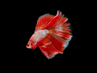 Action and movement of Thai fighting fish on a black background