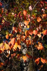 Beautiful autumn landscape with yellow trees and sun. Colorful foliage in the park. Falling leaves natural background .Autumn season concept