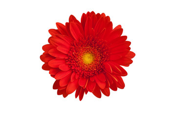 One red gerbera flower on white background isolated close up, orange gerber flower, scarlet daisy head top view, holiday greeting card decoration, decorative design element, botanical floral pattern