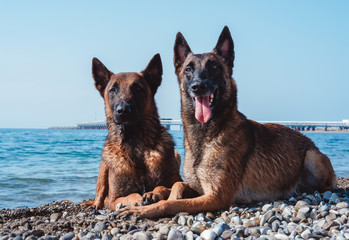 two malinois portrait