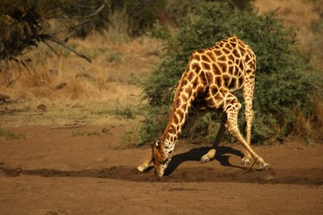 African giraffe (Giraffa camelopardalis giraffa) making a bow to drink from waterhole on the Kalahari desert.