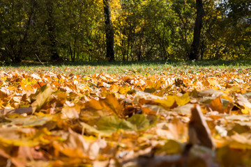 yellowed foliage of trees