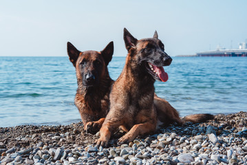 malinois portrait
