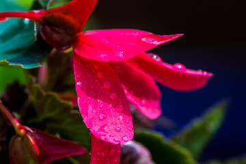 rain drops on pink flower