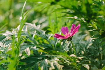 cosmos flowers in garden