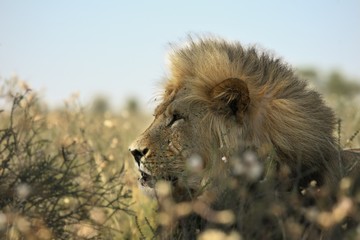 The huge Lion male (Panthera leo)  in Kalahari desert.