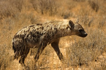 Naklejka na ściany i meble The Spotted hyena (Crocuta crocuta) walking on patrol in the Kalahari desert.