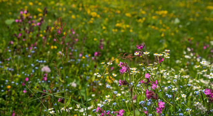 Spring meadows delicate fragrant spring flowers. Mountain valley flowers in summer. Summer mountain flowers view. Mountain valley meadow flowers landscape.