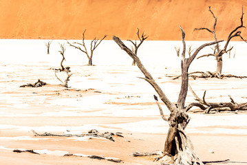 Dead acacias in sossusvlei, Namibia, Africa