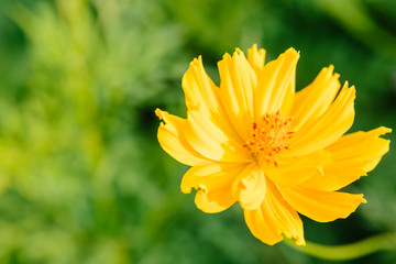 Yellow cosmos flowers in garden