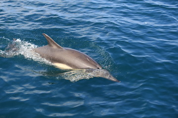 Fototapeta premium Dauphin en Bretagne