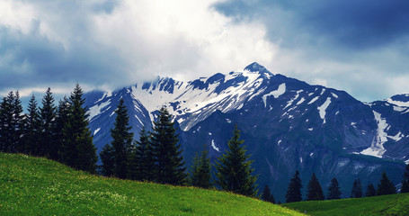 The sharp Alpine peaks with snow and glaciers soar above the spring meadows delicate fragrant spring flowers.