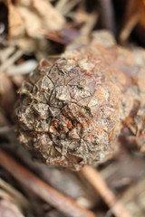 Cone of pine close-up