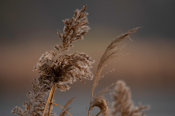 Schilf im herbst, freigestellt, Detail