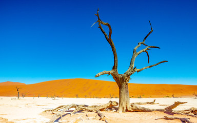 Dead acacias in sossusvlei, Namibia, Africa
