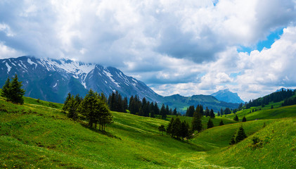 Fototapeta premium Idyllic alpine landscape scenery with fresh green meadows, blooming flowers, and snowcapped mountain tops in spring.