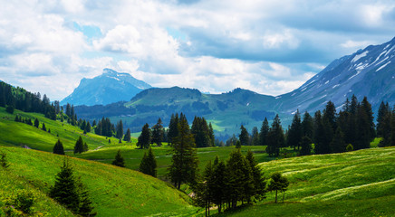 Fototapeta premium Idyllic alpine landscape scenery with fresh green meadows, blooming flowers, and snowcapped mountain tops in spring.