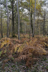 Fougère aigle, Pteridium aquilinum, Bouleau verruqueux, Betula pendula, Forêt de Sénart, Essonne, 91