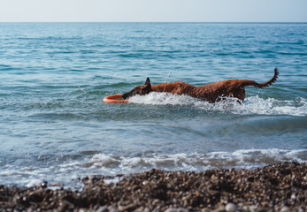 dog on the beach