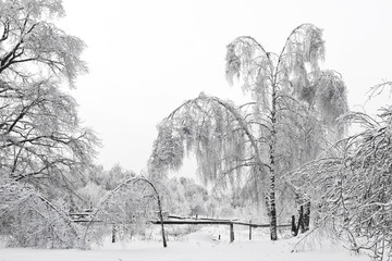Winter landscape with snow-white trees, wooden fence