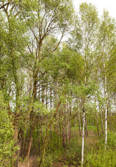 Obraz premium trees in spring