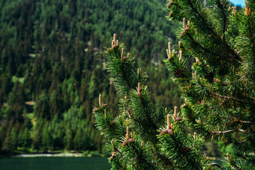 Pine branch close-up on a green colored blurred background. Fresh green pine branches in the sunny forest on the background of spring mountains.