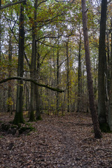 Fototapeta na wymiar Forêt de Sénart, Essonne, 91