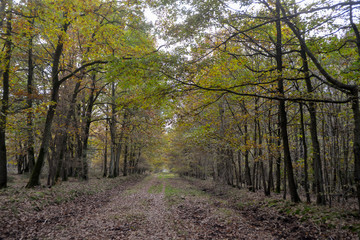 Naklejka premium Forêt de Sénart, Essonne, 91